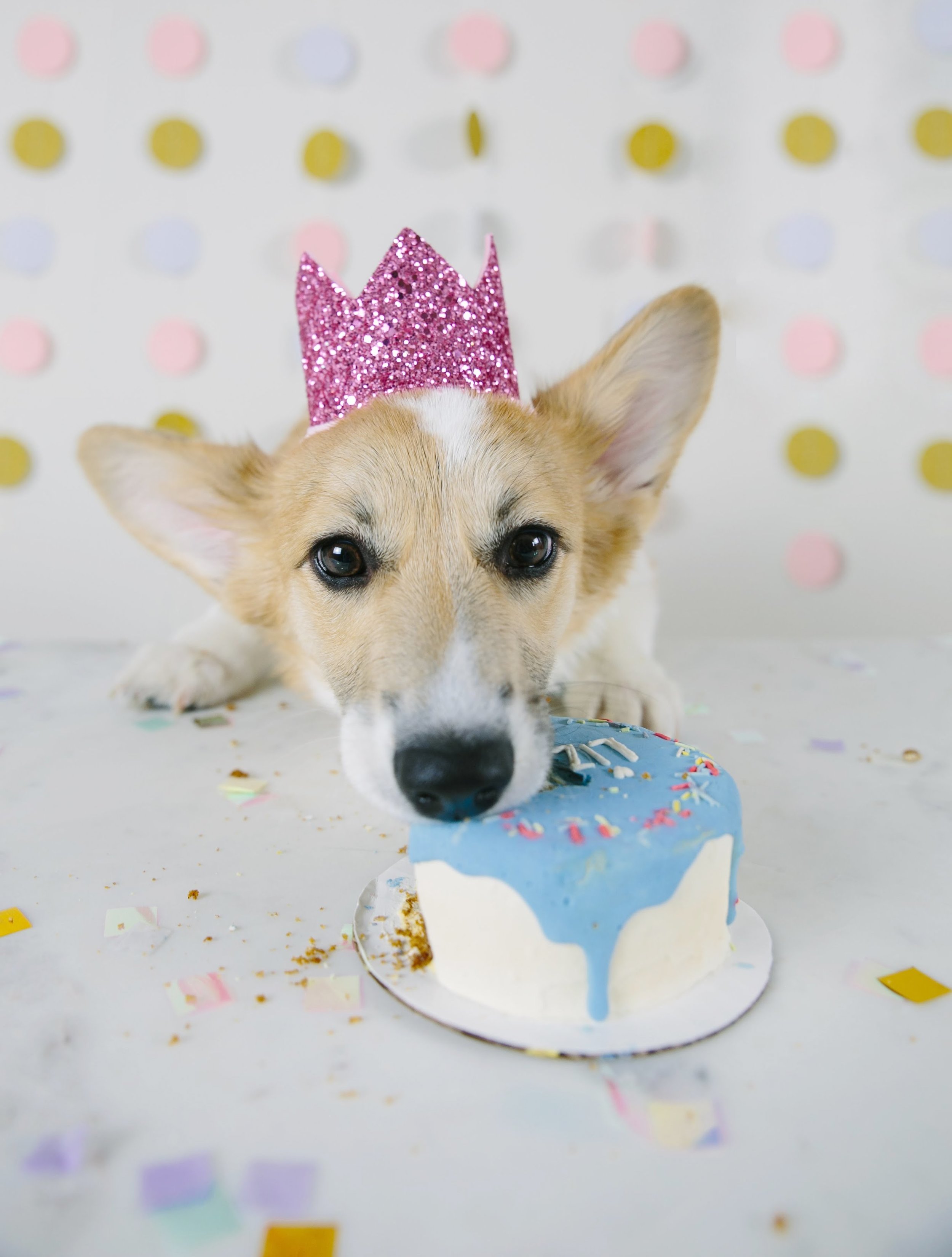 Dog birthday party clearance hats